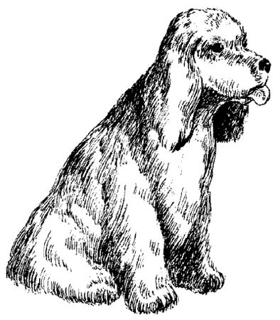 Марина Куропаткина - Американский кокер-спаниель