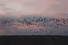 Сергей Алексеев - Ох, охота!