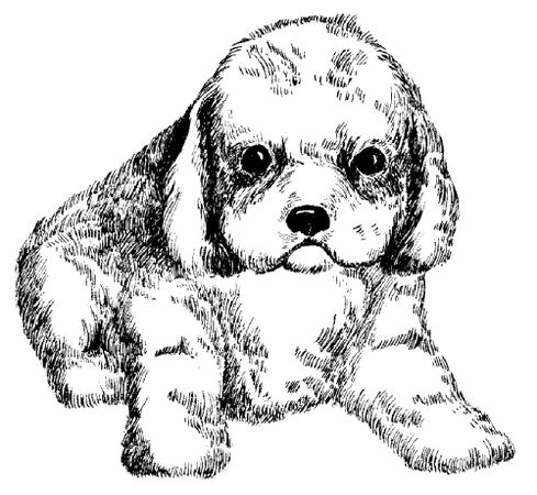 Екатерина Константинова - Русский охотничий спаниель