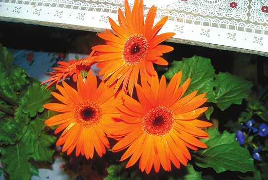 Татьяна Дорошенко - Декоративноцветущие растения