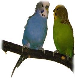 Хорст Бильфельд - Волнистые попугаи