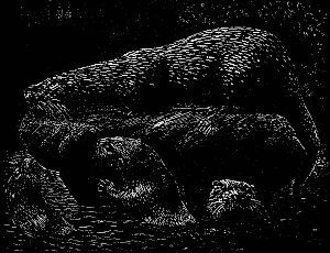 Генри Уильямсон - Выдра по имени Тарка