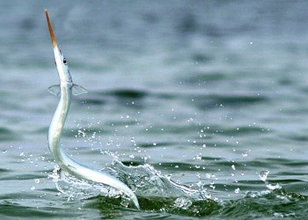 Владимир Коркош - Этот загадочный подводный мир в наших родных морях - Азовском...