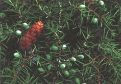 Сергей Алексеев - Ох, охота!