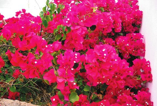 Татьяна Дорошенко - Декоративноцветущие растения