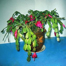 Татьяна Дорошенко - Декоративноцветущие растения