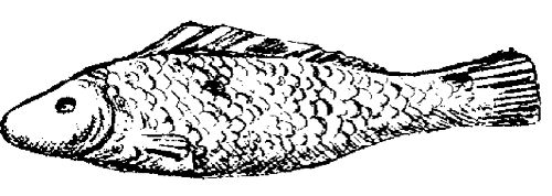 Марина Куропаткина - Американский кокер-спаниель