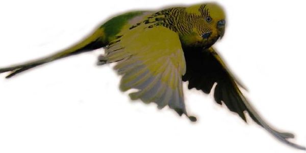 Хорст Бильфельд - Волнистые попугаи