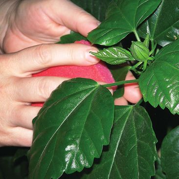 Татьяна Дорошенко - Декоративноцветущие растения