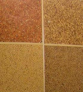 Хорст Бильфельд - Волнистые попугаи