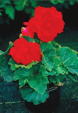 Татьяна Дорошенко - Декоративноцветущие растения