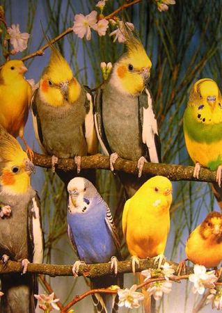 Хорст Бильфельд - Волнистые попугаи