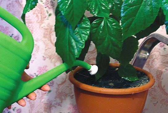 Татьяна Дорошенко - Декоративноцветущие растения