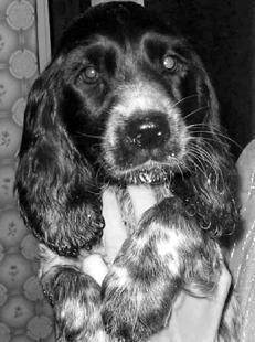 Екатерина Константинова - Русский охотничий спаниель