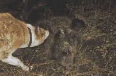 Сергей Алексеев - Ох, охота!