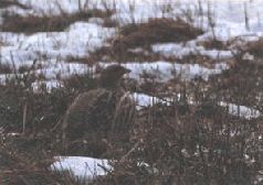 Сергей Алексеев - Ох, охота!