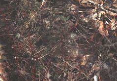 Сергей Алексеев - Ох, охота!