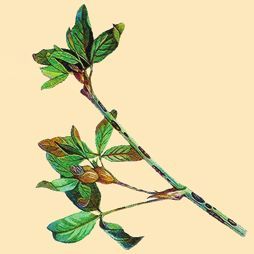 Татьяна Дорошенко - Декоративноцветущие растения