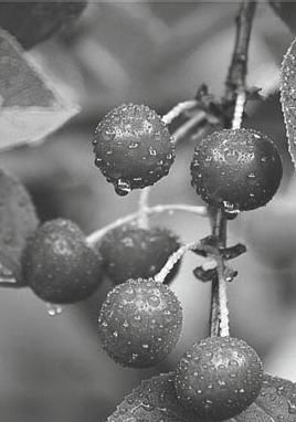 Р. Ноздрачева - Вишня