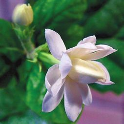 Татьяна Дорошенко - Декоративноцветущие растения