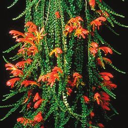 Татьяна Дорошенко - Декоративноцветущие растения