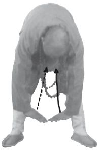 Ши Децянь, Алексей Маслов - Гимнастика Бодхидхармы