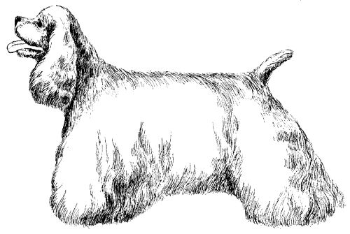 Марина Куропаткина - Американский кокер-спаниель