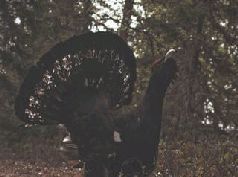 Сергей Алексеев - Ох, охота!