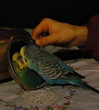 Хорст Бильфельд - Волнистые попугаи