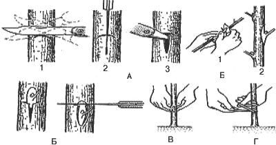 Р. Ноздрачева - Вишня