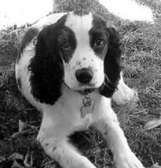 Екатерина Константинова - Русский охотничий спаниель