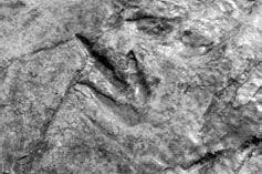 Андрей Буровский - Разум и цивилизация, или Мерцание в темноте