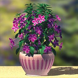 Татьяна Дорошенко - Декоративноцветущие растения