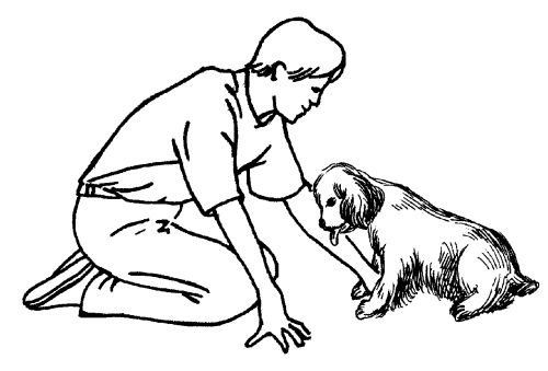 Екатерина Константинова - Русский охотничий спаниель