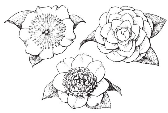 Татьяна Дорошенко - Декоративноцветущие растения