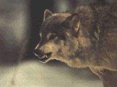 Сергей Алексеев - Ох, охота!