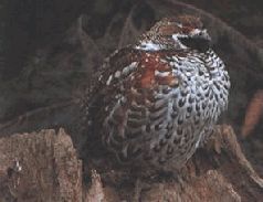 Сергей Алексеев - Ох, охота!