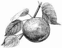 Марина Куропаткина - Сезонный календарь для садовода