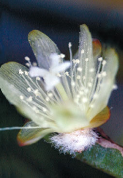 Татьяна Дорошенко - Декоративноцветущие растения