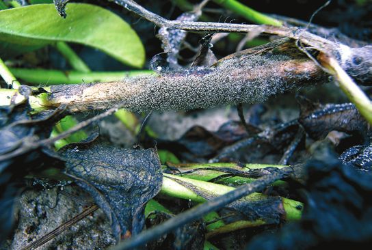 Татьяна Дорошенко - Декоративноцветущие растения