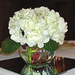 Татьяна Дорошенко - Декоративноцветущие растения