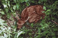 Сергей Алексеев - Ох, охота!