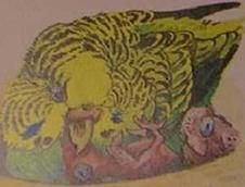 Хорст Бильфельд - Волнистые попугаи