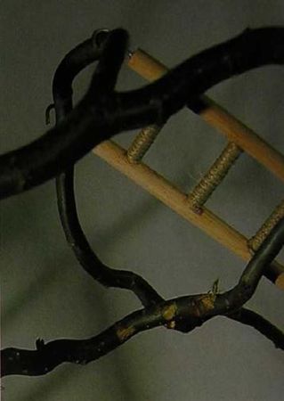 Хорст Бильфельд - Волнистые попугаи