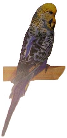 Хорст Бильфельд - Волнистые попугаи