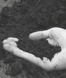 Р. Ноздрачева - Вишня