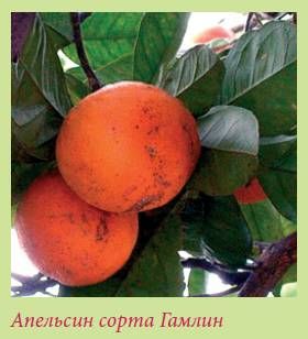 Татьяна Дорошенко - Плодоносящие растения