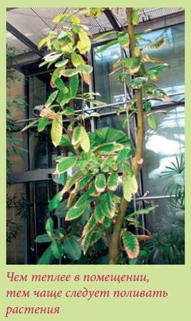 Татьяна Дорошенко - Плодоносящие растения