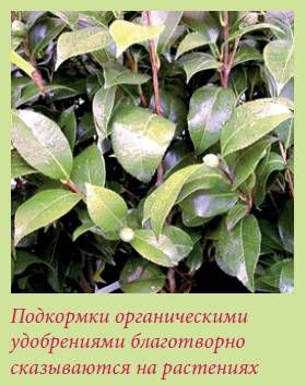 Татьяна Дорошенко - Плодоносящие растения