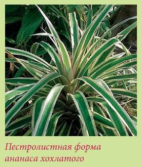 Татьяна Дорошенко - Плодоносящие растения